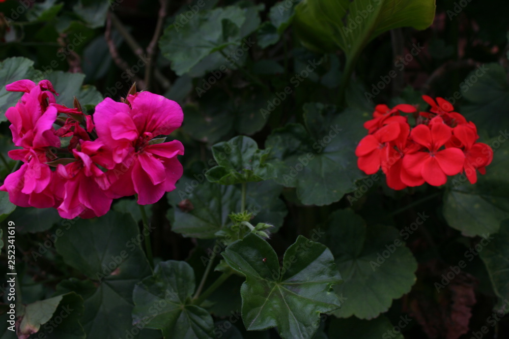 Flores naturales rosada y naranja, fondo verde