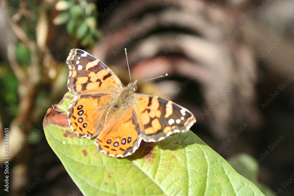 Obraz premium MARIPOSA NARANJA CON NEGRO HOJA VERDE NATURAL