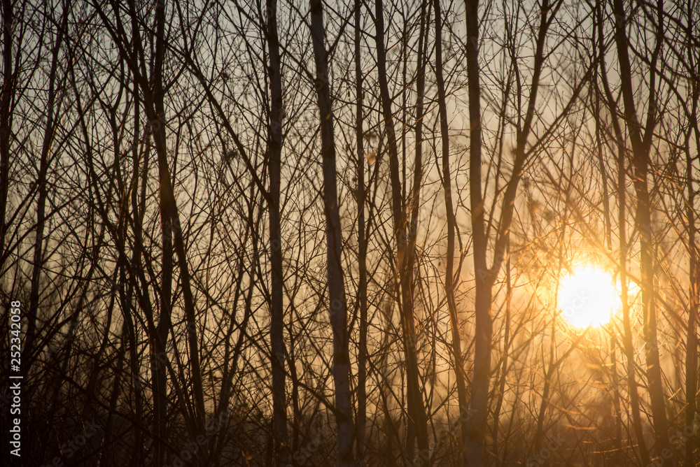 Tree silhouettes in the sunshine