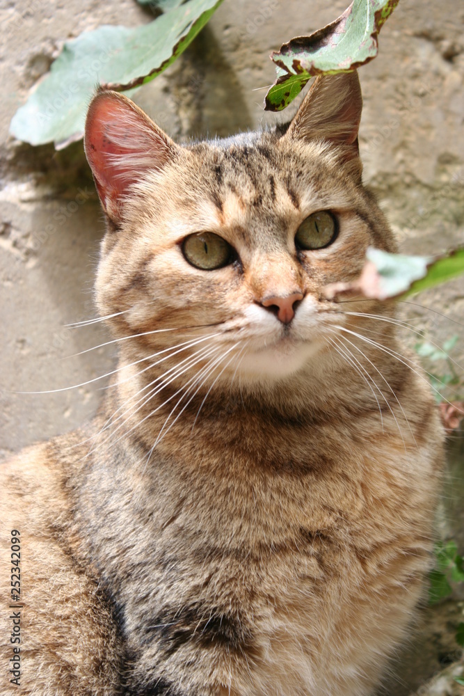 GATA DE OJOS AMARILLOS CON VERDE GATA DE OJOS AMARILLOS CON VERDE