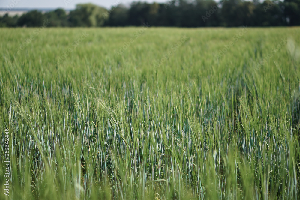 Farm garden sown wheat before maturation. farm field with a big harvest. Beautiful golden bread. Stock background, photo Farm garden sown wheat before maturation. farm field with a big harvest. Beautiful golden bread. Stock background, photo