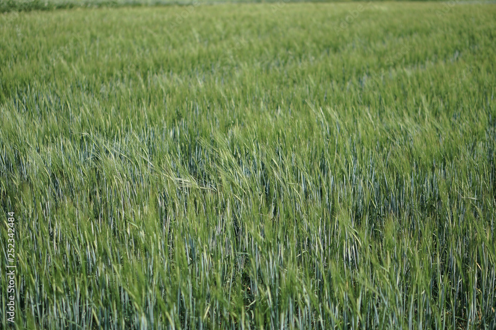 Farm garden sown wheat before maturation. farm field with a big harvest. Beautiful golden bread. Stock background, photo Farm garden sown wheat before maturation. farm field with a big harvest. Beautiful golden bread. Stock background, photo
