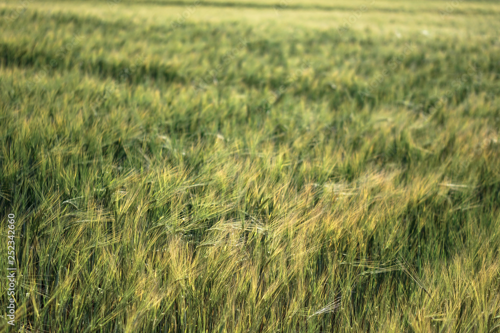 Farm garden sown wheat before maturation. farm field with a big harvest. Beautiful golden bread. Stock background, photo Farm garden sown wheat before maturation. farm field with a big harvest. Beautiful golden bread. Stock background, photo