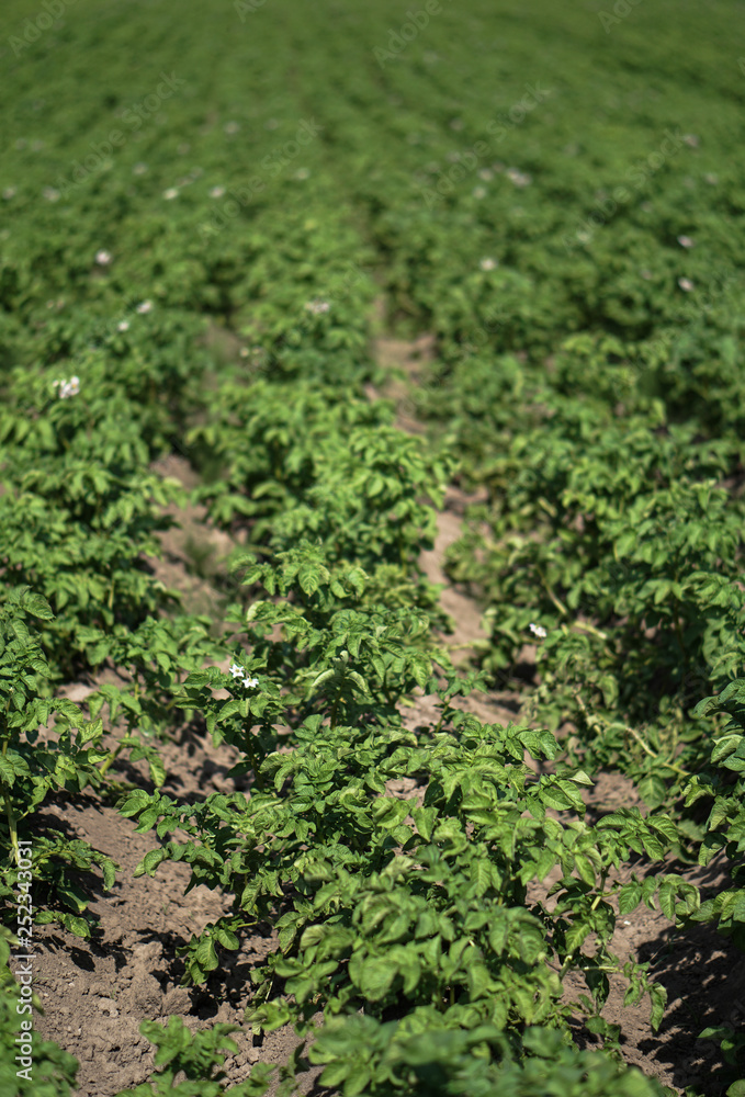 Farm garden with green potatoes during ripening. Industrial business in rural areas. Stock background, photo. Farm garden with green potatoes during ripening. Industrial business in rural areas. Stock background, photo.