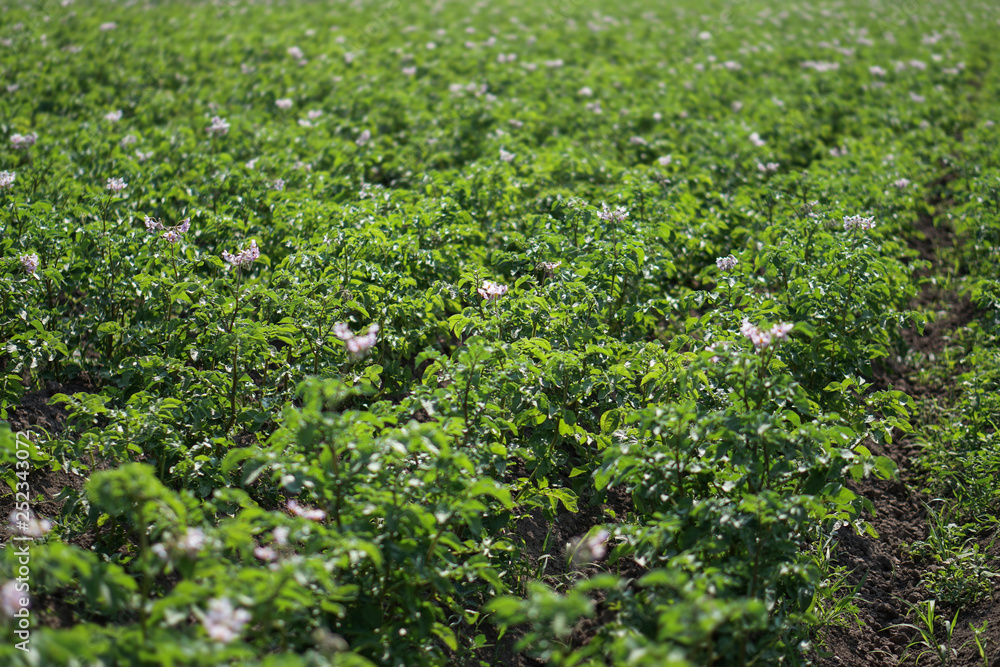 Farm garden with green potatoes during ripening. Industrial business in rural areas. Stock background, photo.