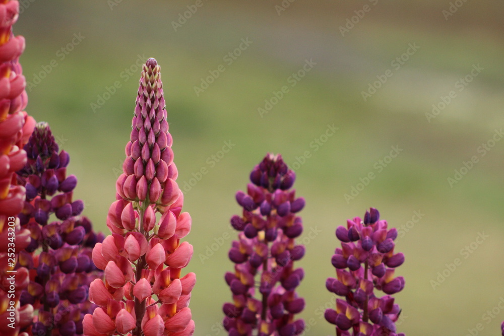 Lupinos Lupinos