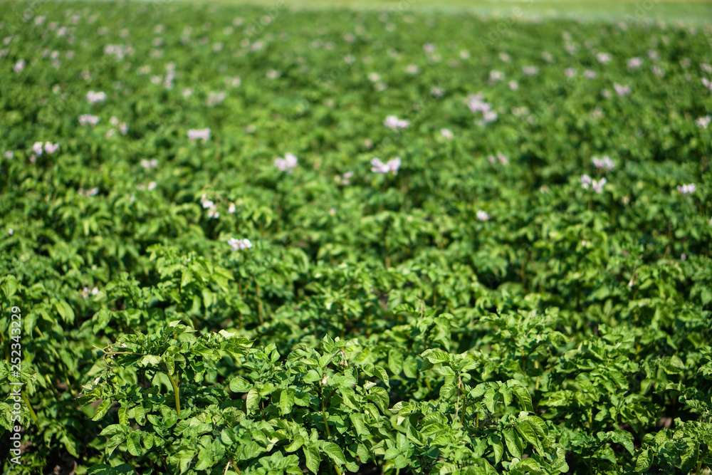 Farm garden with green potatoes during ripening. Industrial business in rural areas. Stock background, photo. Farm garden with green potatoes during ripening. Industrial business in rural areas. Stock background, photo.