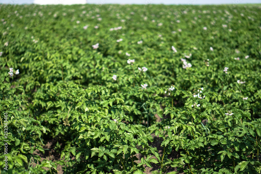 Farm garden with green potatoes during ripening. Industrial business in rural areas. Stock background, photo. Farm garden with green potatoes during ripening. Industrial business in rural areas. Stock background, photo.