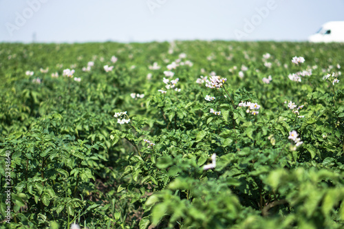 Farm garden with green potatoes during ripening. Industrial business in rural areas. Stock background  photo.