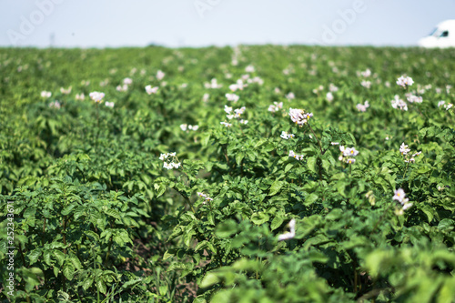 Farm garden with green potatoes during ripening. Industrial business in rural areas. Stock background  photo.