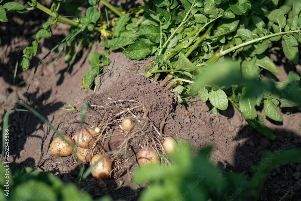 Farm garden with green potatoes during ripening. Digging some vegetables, food for vegetarians. Stock background, photo. Farm garden with green potatoes during ripening. Digging some vegetables, food for vegetarians. Stock background, photo.