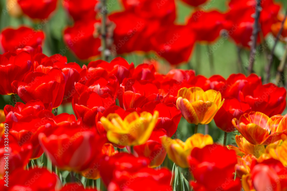 Wonderful spring flowers