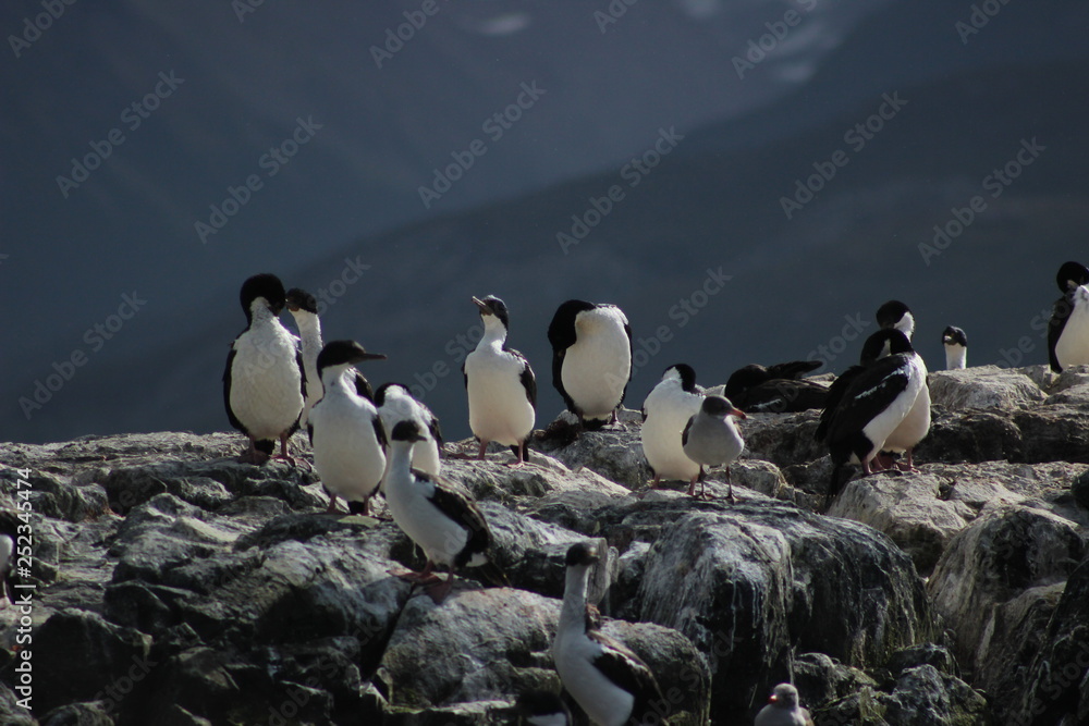 Fototapeta premium Pingüinos