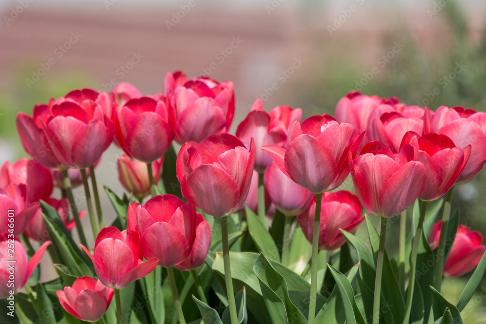 Fototapeta premium Wonderful spring flowers