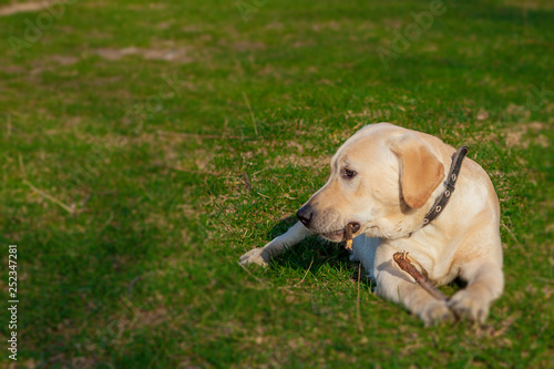 Happy Labrador Retriever Dog Sitting on the grass. Portrait