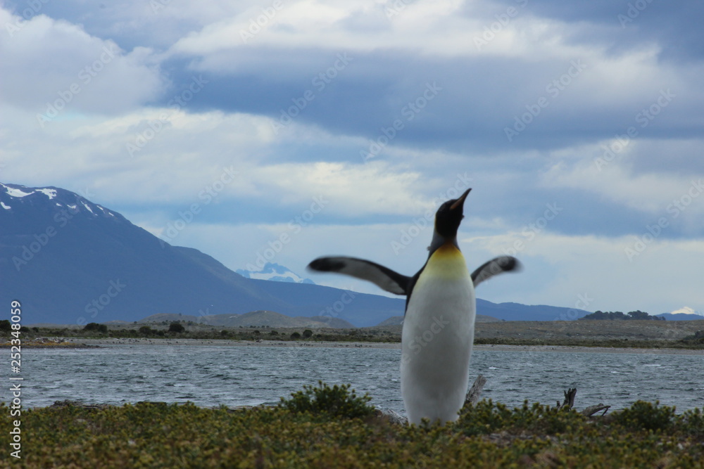 Fototapeta premium Pingüinos