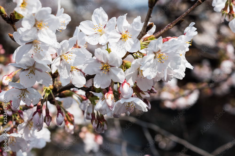 Obraz premium 美しい日本の桜