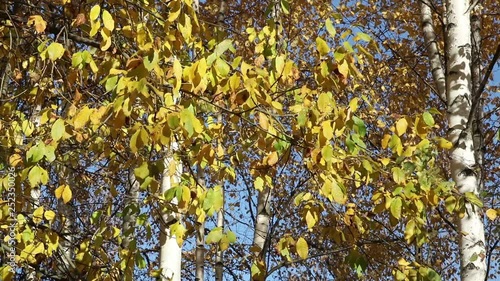 An autumn tree branch swinging on the wind