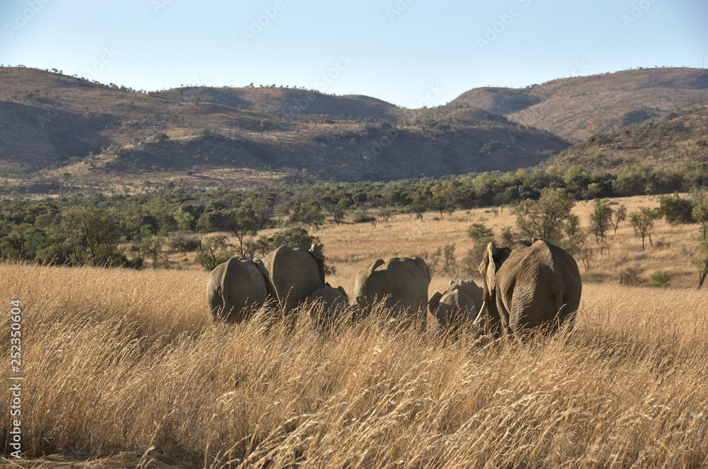 Fototapeta premium Elephants at Pilanesberg National Park, North West Province, South Africa
