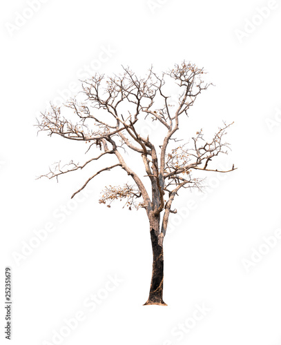 Single old and dead tree isolated on white background