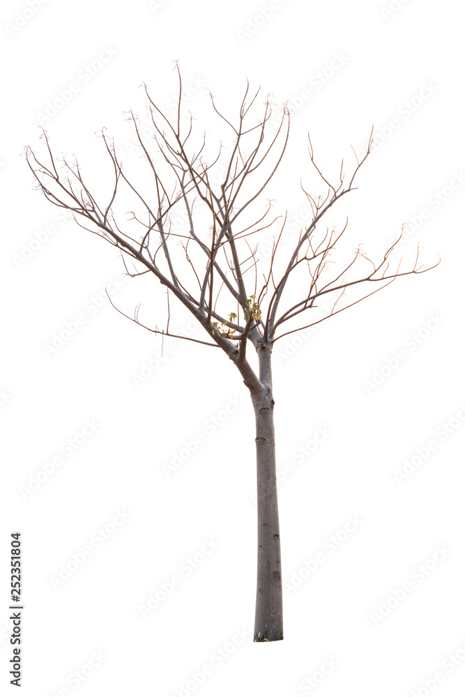 Single old and dead tree isolated on white background Single old and dead tree isolated on white background