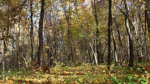 Falling leaves in a picturesque autumn forest