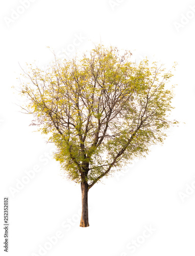 Isolated tree on white background © releon8211