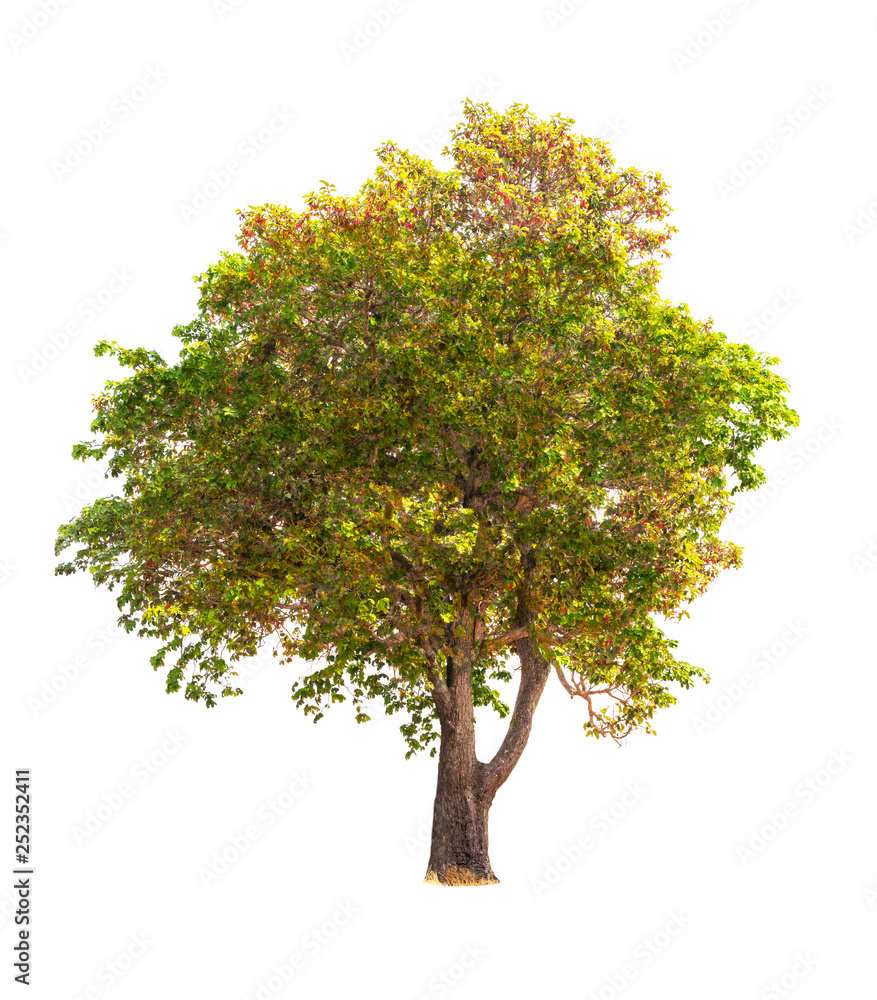 Fototapeta premium Isolated tree on white background