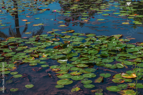 pond with lotus leaves