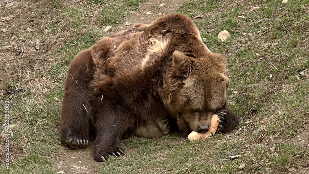 The brown bear spotted on grass, possessing a bread and eating it The brown bear spotted on grass, possessing a bread and eating it