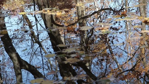 Nature view with colorful reflections in an autumn pond in a park