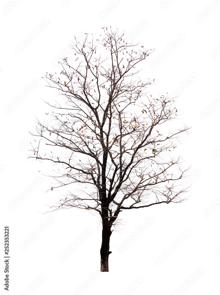 Single old and dead tree isolated on white background Single old and dead tree isolated on white background