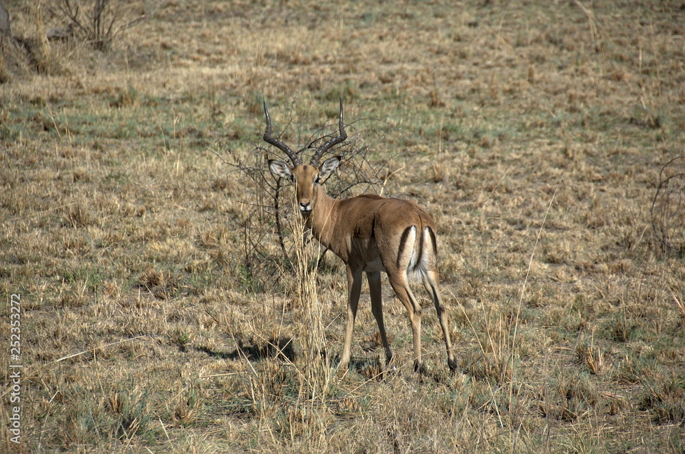 Impala at Pilanesberg National Park, North West Province, South Africa Impala at Pilanesberg National Park, North West Province, South Africa