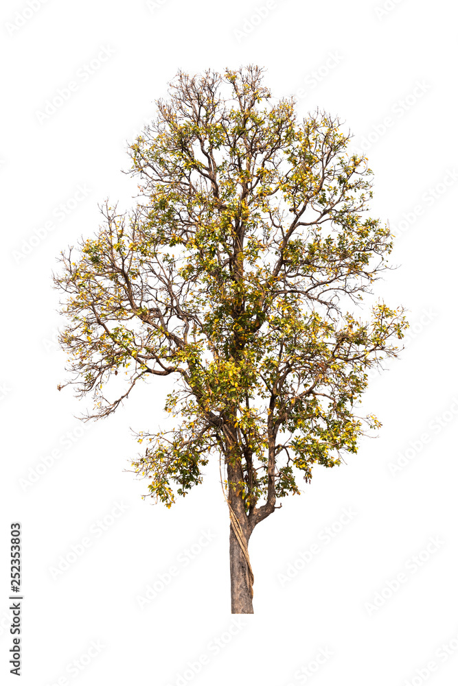 Naklejka premium Isolated tree on white background