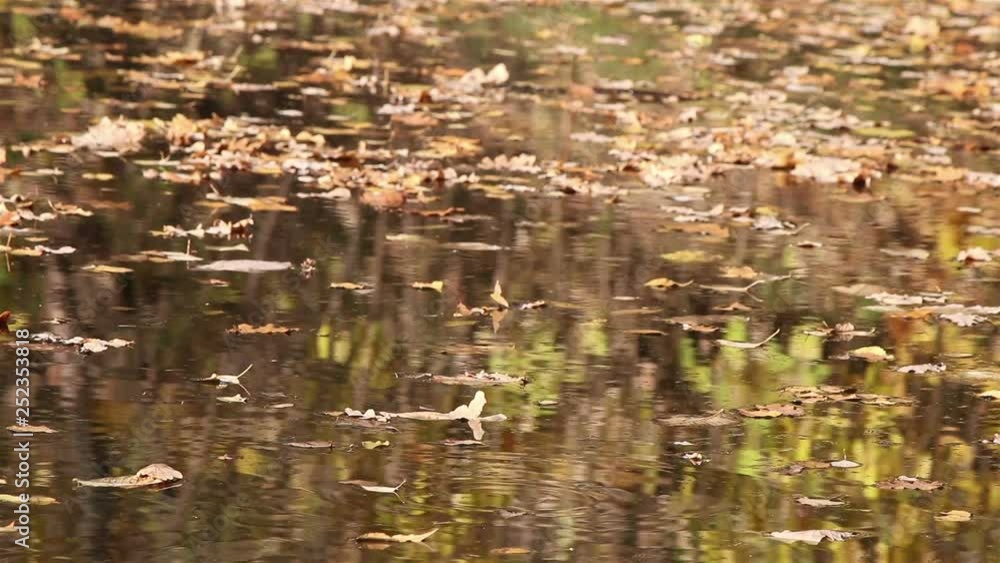 A background view of autumn trees reflecting in water A background view of autumn trees reflecting in water