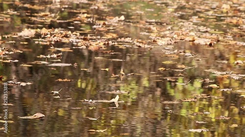 A background view of autumn trees reflecting in water