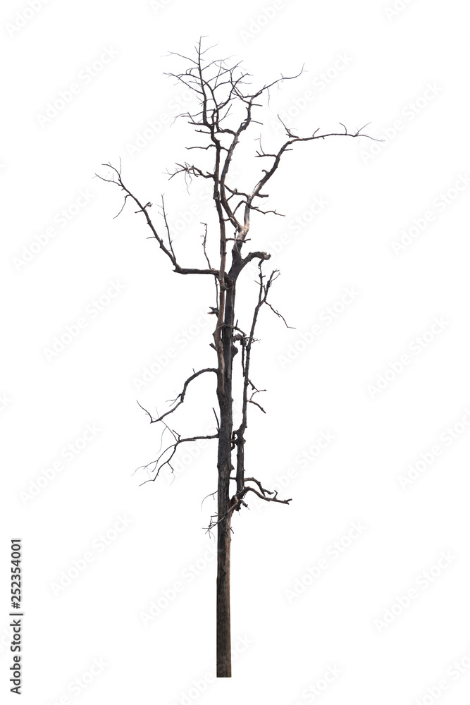 Single old and dead tree isolated on white background Single old and dead tree isolated on white background