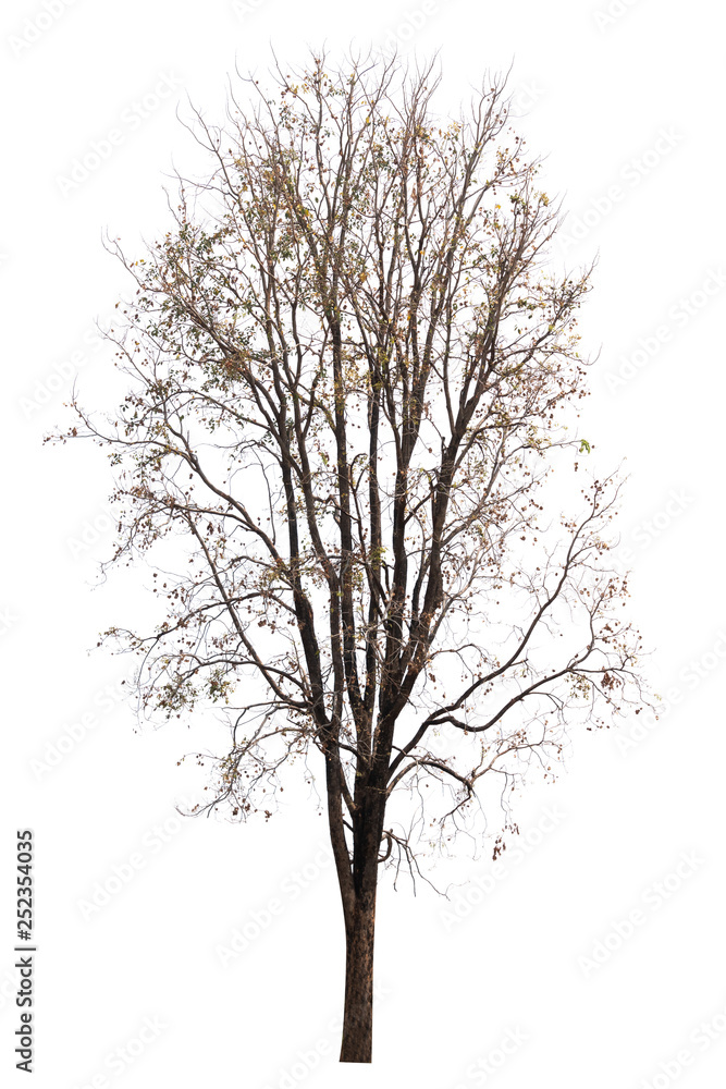 Obraz premium Single old and dead tree isolated on white background
