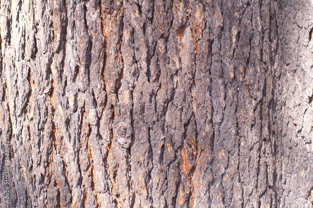 Surface of tree Unevenness Surface of tree Unevenness