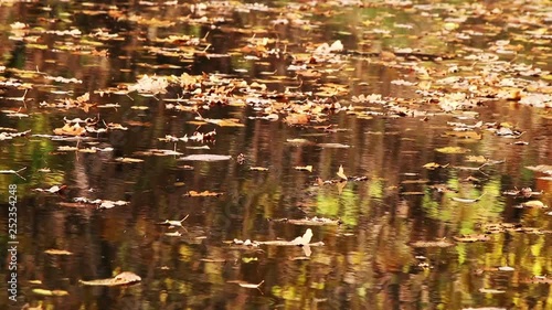 Floating autumn leaves with some colorful reflections