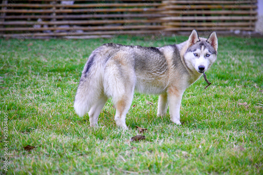 Young grey-and-white siberian husky is playing with a wooden stick during her playtime in the green field.