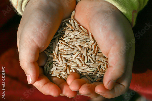 Closeup of two hands holding pile of brown jasmine rice in the husks. © rivermartin