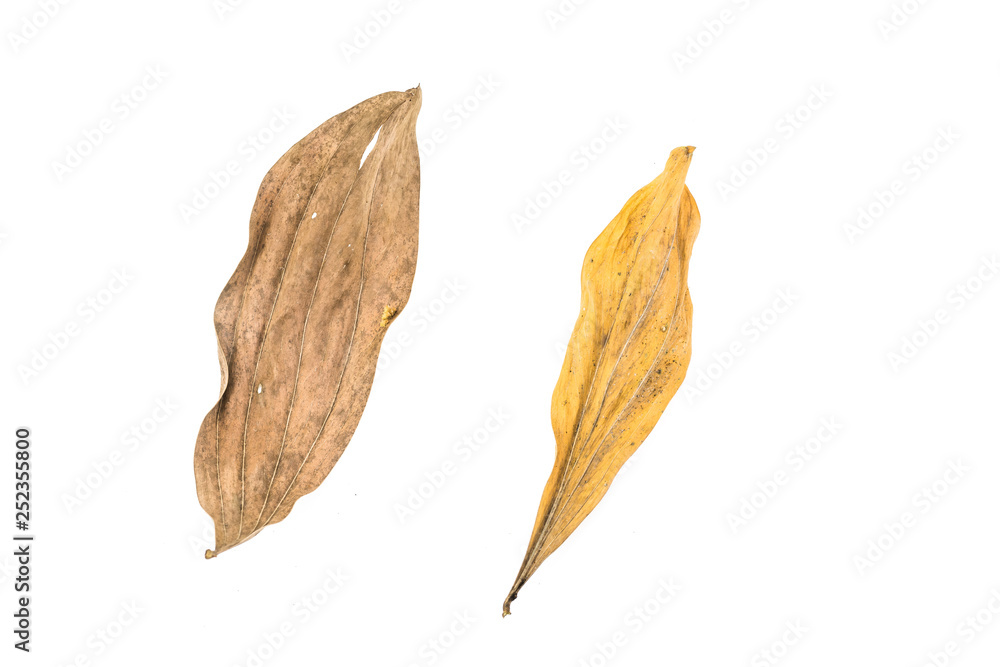 dry leaf on White background