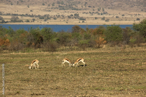 Springboks at Pilanesberg National Park  North West Province  South Africa