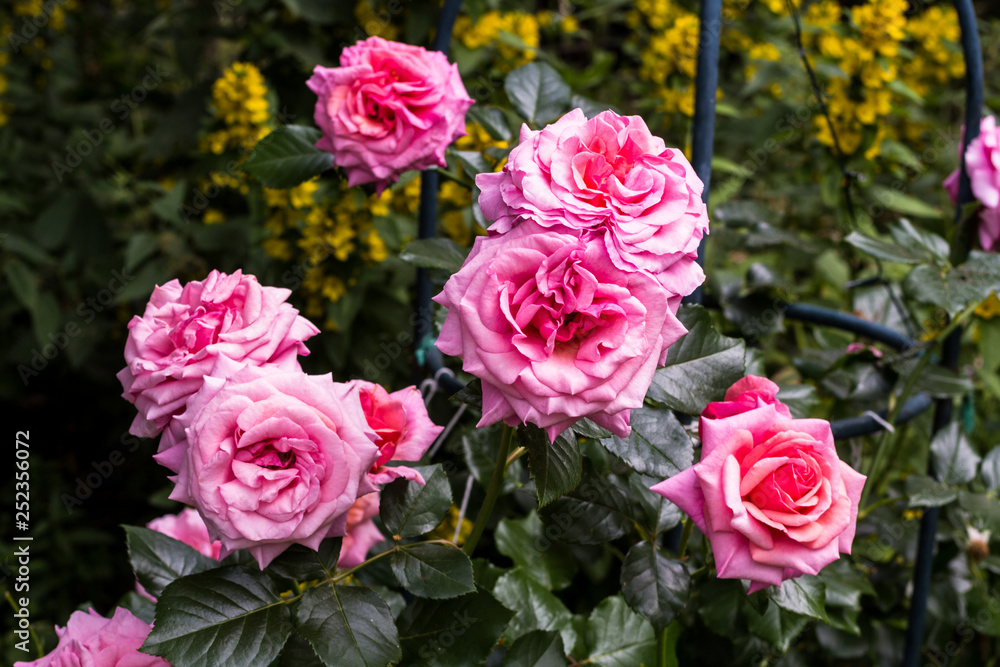 Beautiful aloha rose bush in bloom