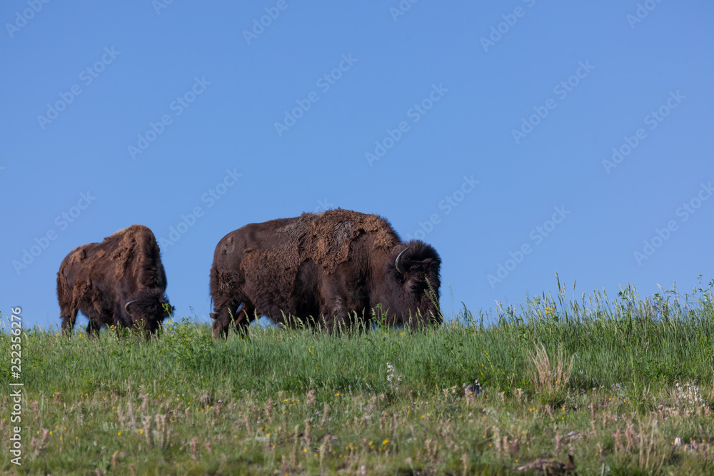 Large Buffalo on a Hilltop