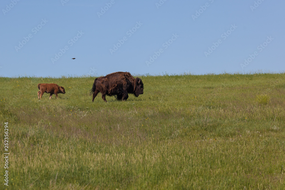 Mother and Baby Bison