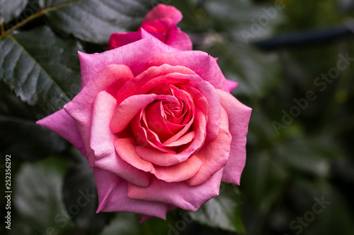 Beautiful aloha rose bush in bloom