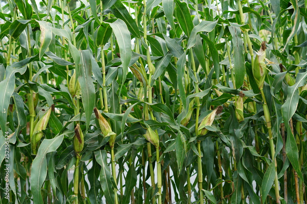 field of corn field of corn