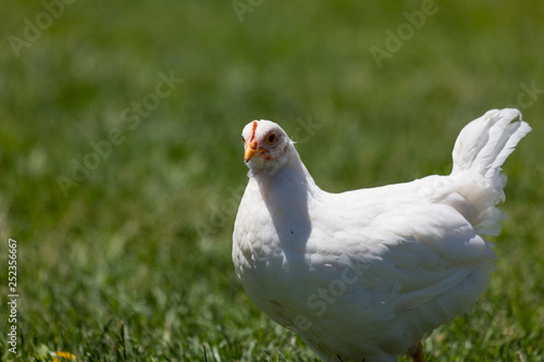 White Chicken in the Sunshine